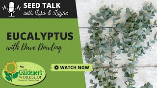 Seed Talk #29 - Eucalyptus with Dave Dowling