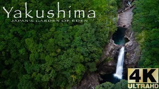 Yakushima : Japan's garden of Eden.