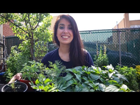 How to Harden off Seedlings Before Planting 🌱 (Don’t Skip this Step!)