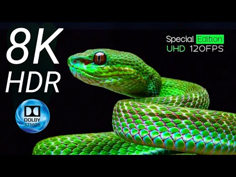 DOLBY ATMOS HDR | 8K HDR 60FPS OLED DEMO