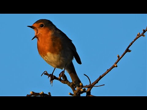 Robin Singing with a Chaffinch ♫