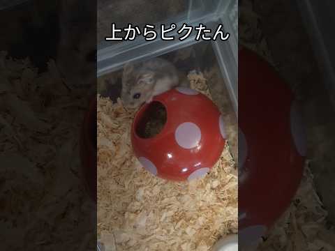 ハムスターを上から見た動画（ピク）#ハムスター#可愛い#癒し#hamsters #cute#ジャンガリアンハムスター