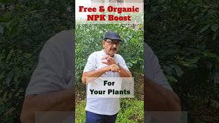 Free & Organic NPK Boost for Your Plant : Rice Water Fertilizer