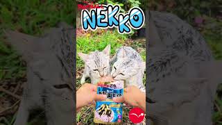 PETMALL | NEKKO - You need Nekko for Kitten or Adult?