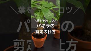 【パキラの上手な剪定の仕方&綺麗な葉っぱのだし方】 #観葉植物 #砂利で育てる観葉植物 #インテリアグリーン #植物のある暮らし #plants #植物 #植物のある暮らし #剪定 #観葉植物育て方