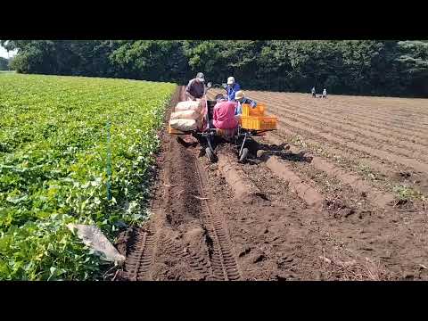 茨城県東海村の芋掘りの様子です