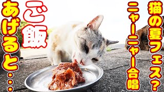 台風接近 猫の夏フェス？たくさんの猫がニャーニャー合唱 ご飯あげると・・・地域猫ボランティアさん急逝後に火事エリア さくらねこたちへの給餌 癒され野良猫動画