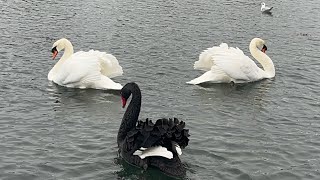 Swan Chaos & Feeding Rights! 14 December, 2023.