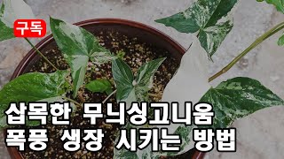 삽목한 무늬싱고니움 삽수를 풍성하게 키우는 방법 a fleshy plant, succulent