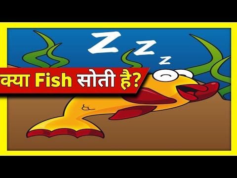 क्या fish सोती हैं? | Can Fish Sleep | Unite Fact | #shorts #Short #short