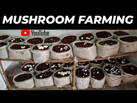 Mushroom Farming business in India How to grow button mushroom in home #mushroom