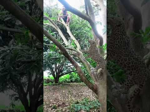 Leopard_Tiger#shots #animals #wildlife #viral #tiger #viral #shorts #video #trending #wildlife #top