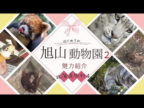 旭山動物園の見どころ紹介2Popular zoos in Japan【北海道旅行4】