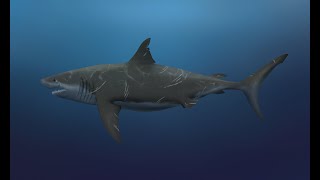 Cretoxyrhina mantelli, a Late Cretaceous Kansas shark larger than Great White Sharks of today!