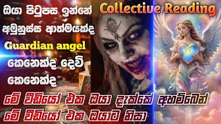 Collective Reading❤ Horror & Angel Tarot Reading #horrortarot #angeltarot #tarotsinhala #හොල්මන්කතා