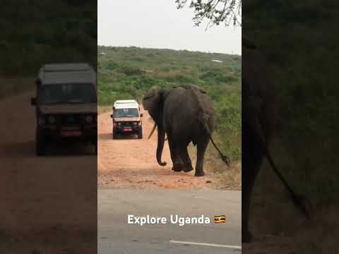 Wildlife Adventure!! Queen Elizabeth Park is no wonder is one of the park’s most cherished😀 #uganda