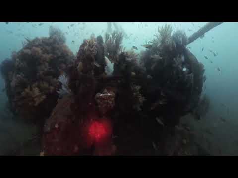 Wreck Diving 2 @Atami