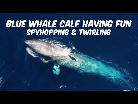 Blue Whale Calf Having Fun Spyhopping and Twirling