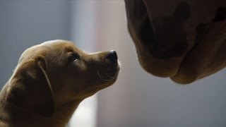 Budweiser Clydesdale Puppy Love Super Bowl 2014 Commercial