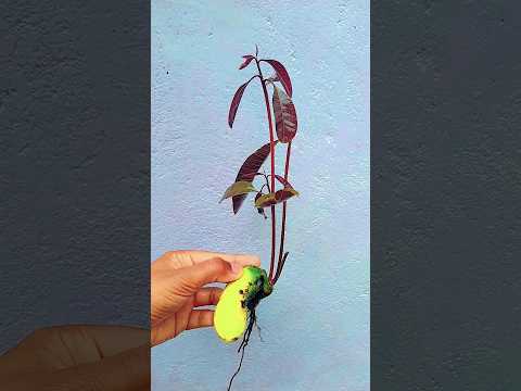 How to grow mango plant from seeds #grow #shorts