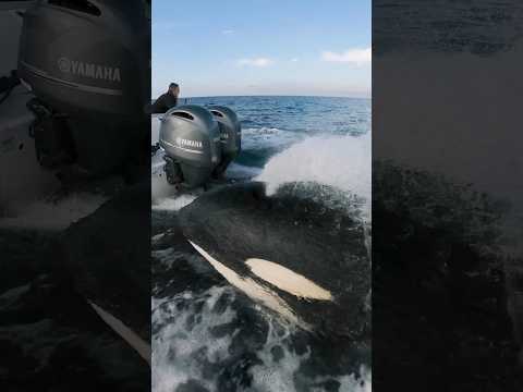 Amazing friendly orca chases our boat! #orca #nature