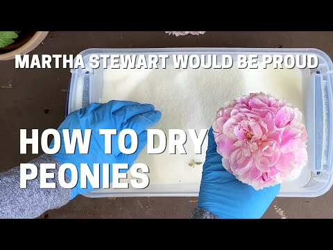 Drying Peonies in Silica Sand - Parts of This Project Went Very Wrong