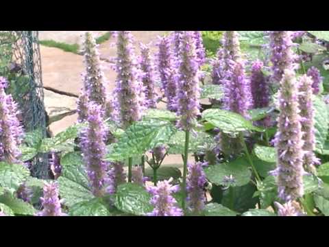 Dream come true for pollinators on a native Agastache (Hyssop)