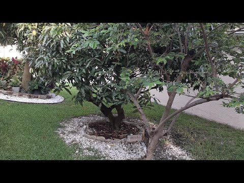 When Building A House In Jamaica Fruit Trees Are Very Important.