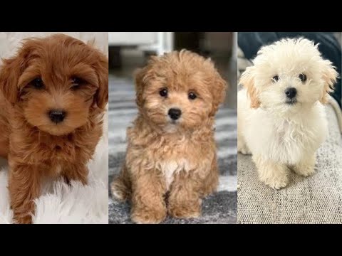 Maltipoo | Funny and Cute dog video compilation in 2024