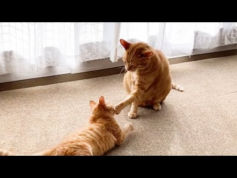 暴れる妹へ優しすぎる猫パンチ