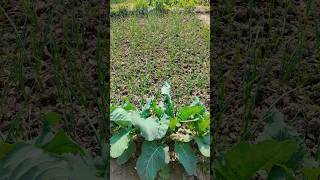 "Stunning Vegetable Garden Tour Organic Farming.   #HomeGardening, #OrganicVegetables, #GreenLiving