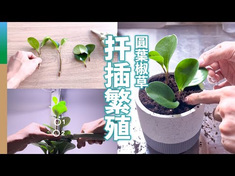 圓葉椒草扦插繁殖：莖插 + 葉插，4個月後結果大不同