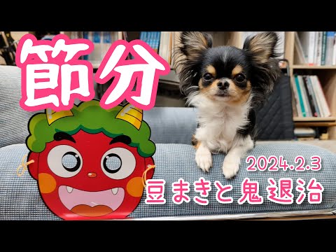 【節分】愛犬チワワと豆まきしました！鬼退治は出来たかなぁ・・・