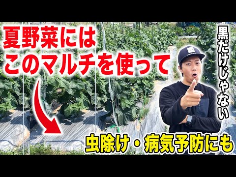 夏野菜にオススメなマルチ紹介！虫除けや病気予防にも！黒・白・銀色マ ルチの紹介