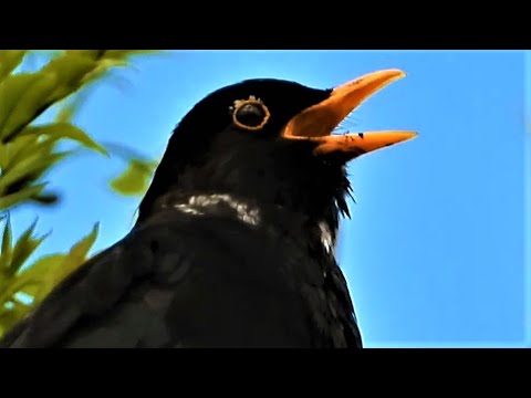 BLACKBIRDS SINGING ♫ 1 Hour 4K VIDEO ♫ Beautiful Birdsong ♫