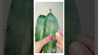 Mango leaves background decoration ideas #shorts