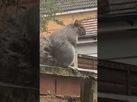 Naughty 🥰Squirrel 🐿️❤️