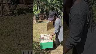 Beekeeping for beginners. How to start beekeeping in 2023 for extra income.