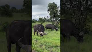 Up close and personal with the Buffalo #discovery #safari #nature #travel #tour #luxurytravel #tour