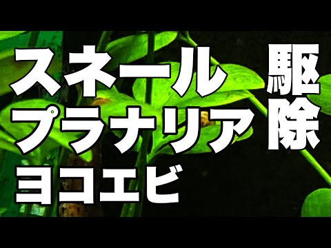 水草にやさしいスネール駆除方法　#水草水槽  #スネール駆除