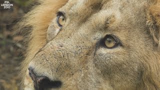 Asiatic lion Bhanu