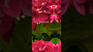 Hydrangea Alpengluhen ||Vibrant Blooms in my  Garden || 2024 ||🌺