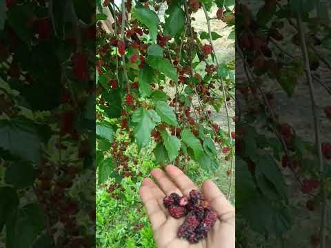 Mulberry our garden