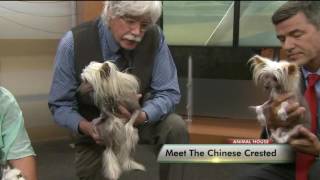 Meet the Chinese Crested