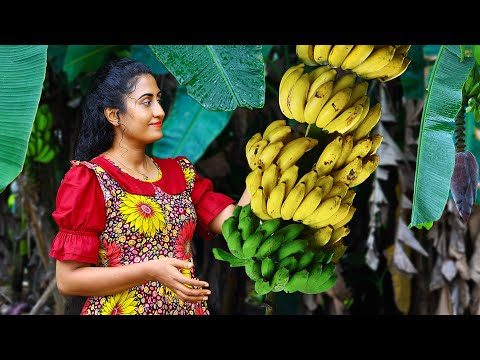 Banana 🍌 harvest for creamy desserts, sweets, chips & black curry for rice packets!