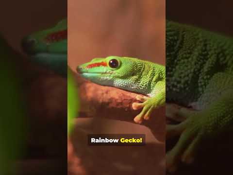 Geckos Colorful WORLD Will Live You in Awe! #ytshorts