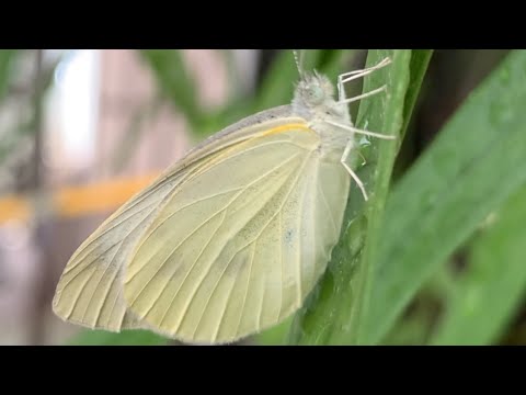 都市庭院 ~ 白粉蝶飛進院子裡，停住不動好久