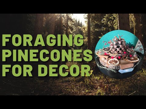 ⭐How to Clean Pine Cones for Crafts in 3 Easy Steps ⭐ MoonMagickSpirit