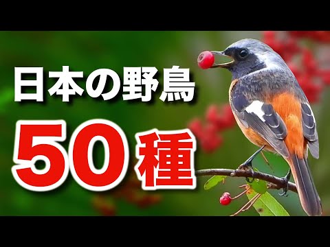 美しい自然を彩る、野鳥たちの魅力を解説します！【鳴き声付き】