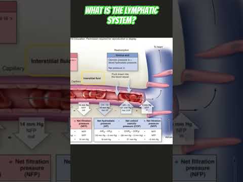 The Lymphatic System’s Function